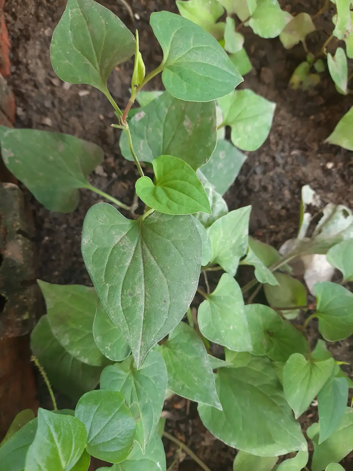 蕺菜 (Houttuynia cordata) — 更多视角