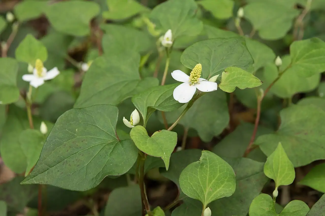 蕺菜 (Houttuynia cordata) — 更多视角
