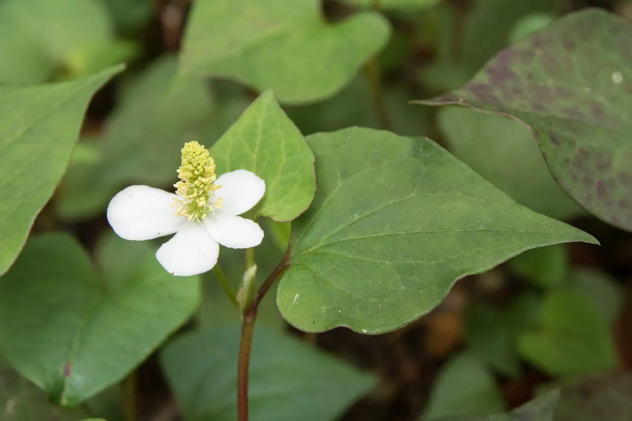 蕺菜 (Houttuynia cordata) — 更多视角