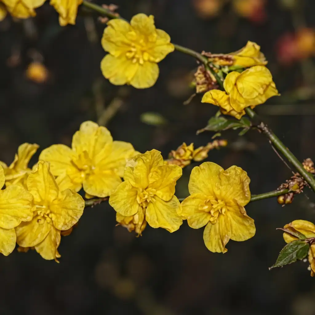 棣棠 (Kerria japonica) — 细节