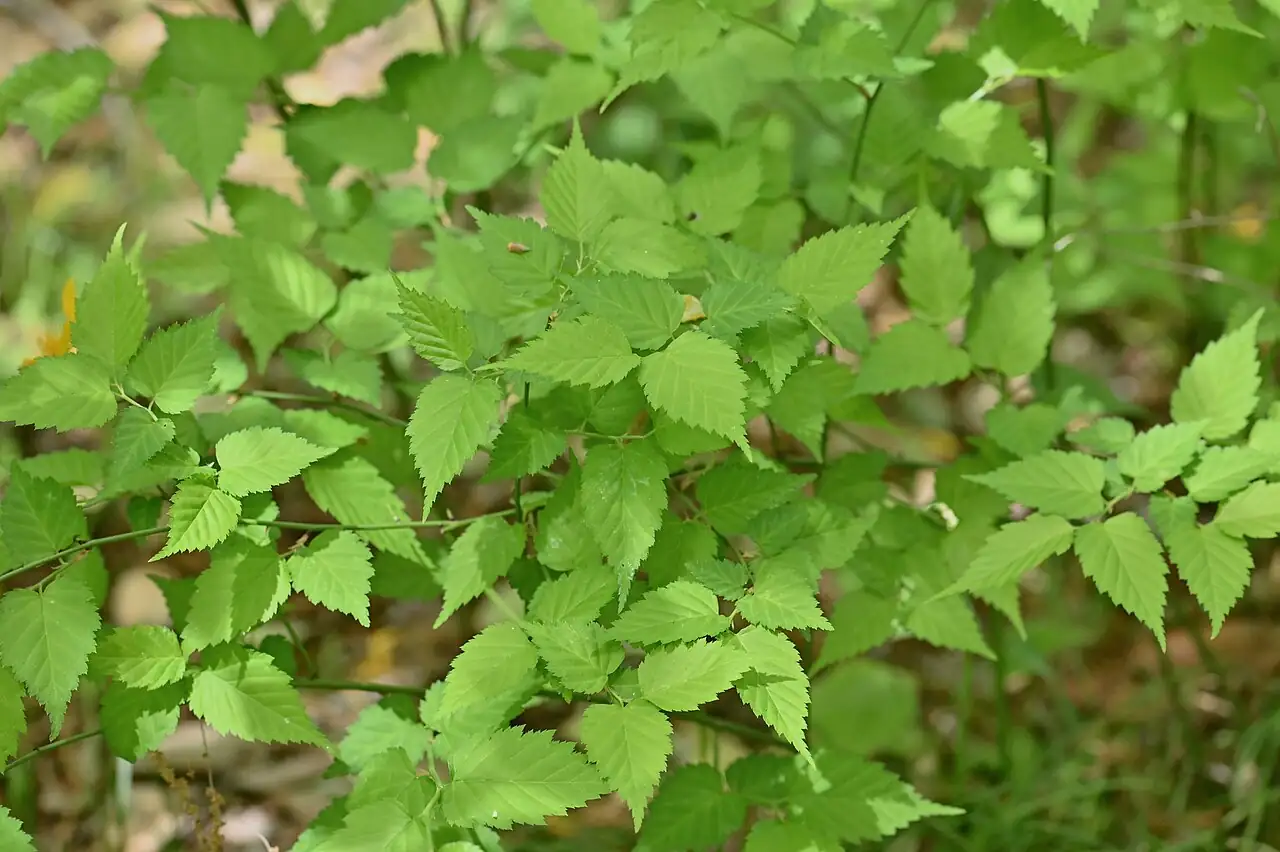 棣棠 (Kerria japonica) — 环境展示