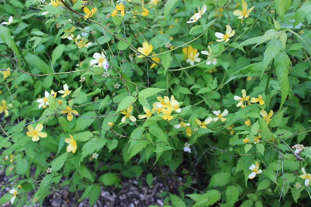 棣棠 (Kerria japonica) — 更多视角