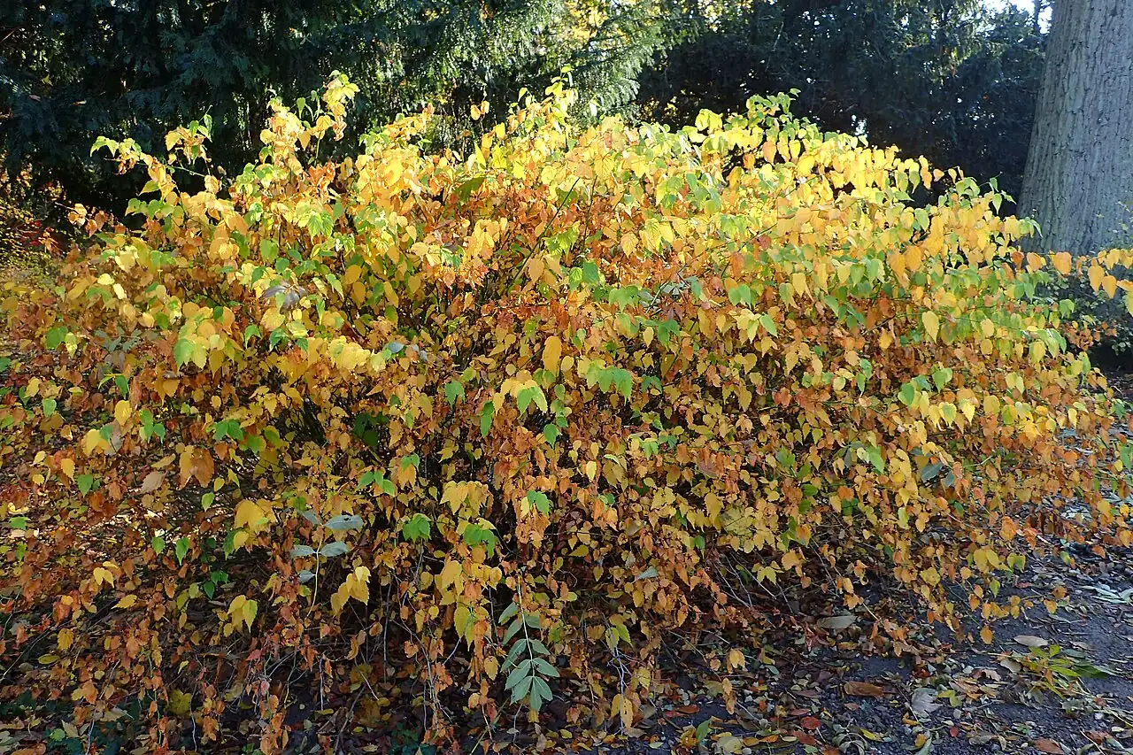 棣棠 (Kerria japonica) — 更多视角