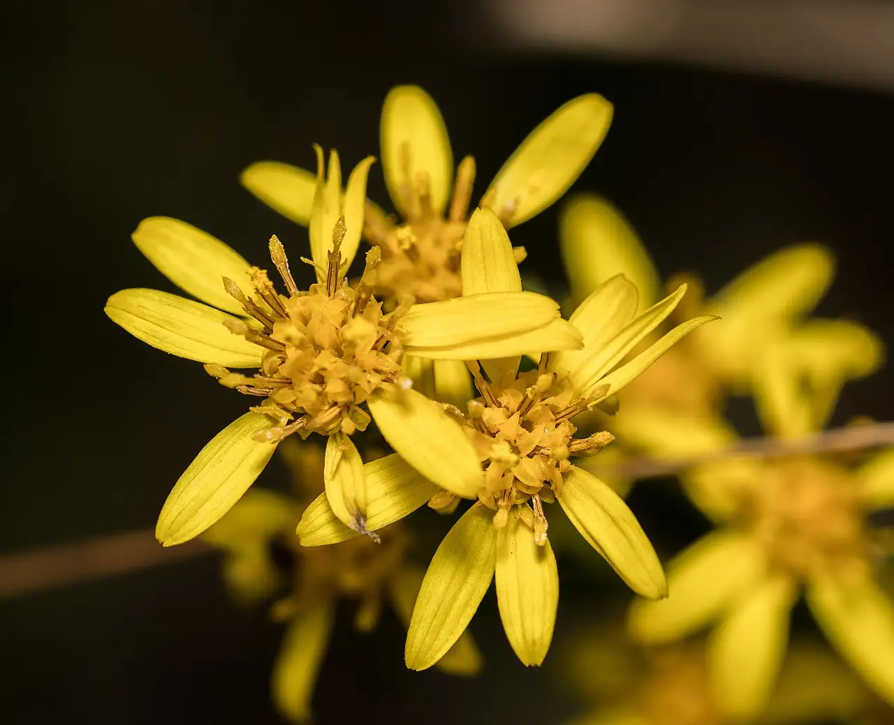 一枝黄花 (Solidago decurrens) — 细节