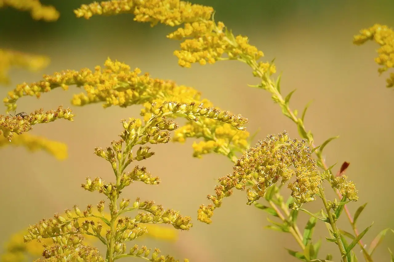 一枝黄花 (Solidago decurrens) — 环境展示