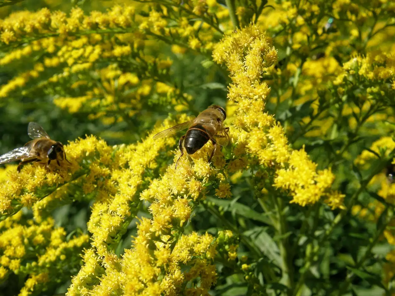 一枝黄花 (Solidago decurrens) — 更多视角