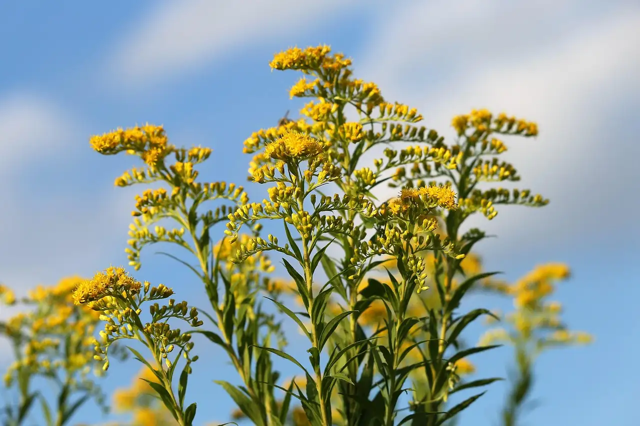 一枝黄花 (Solidago decurrens) — 更多视角