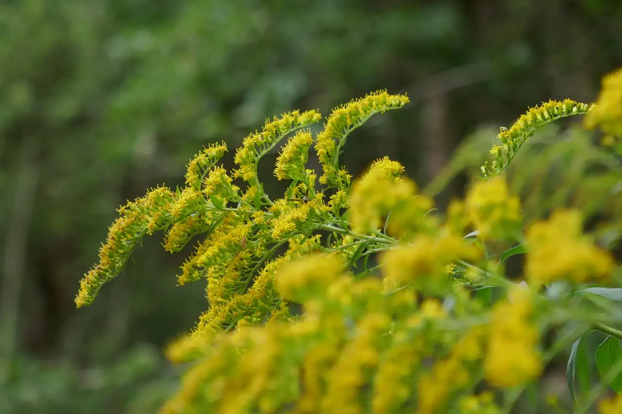 一枝黄花 (Solidago decurrens) — 更多视角