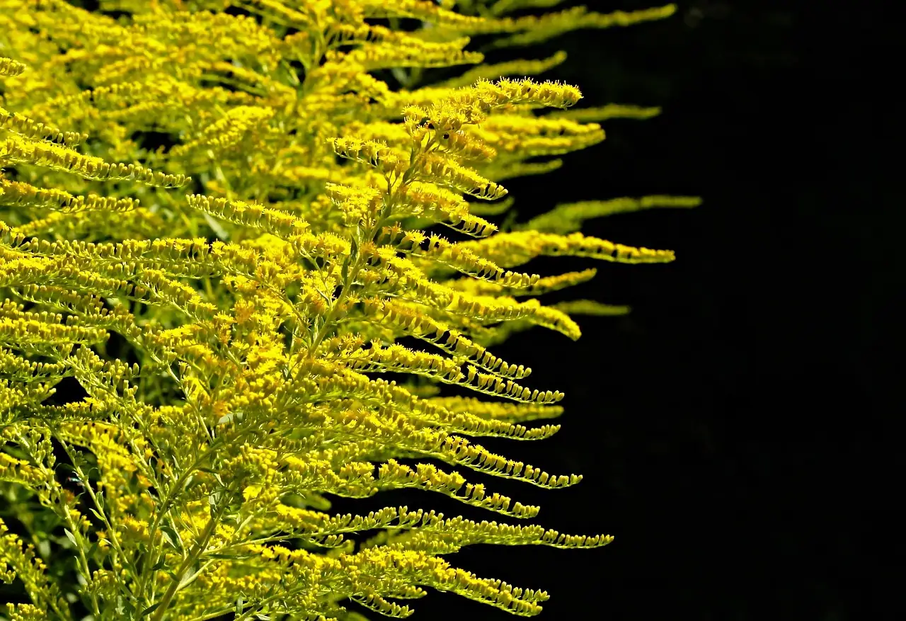 一枝黄花 (Solidago decurrens) — 主图
