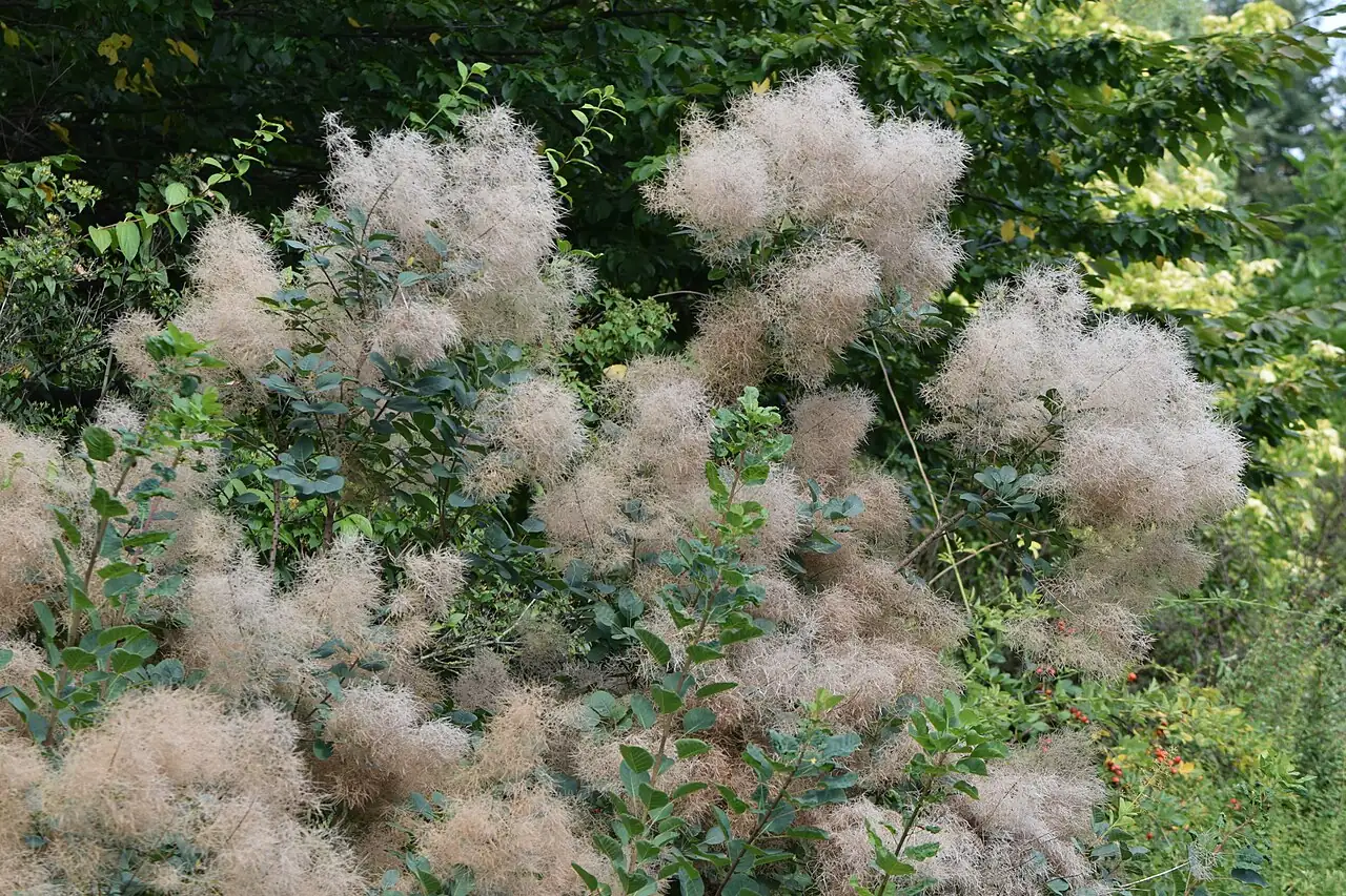 黄栌 (Cotinus coggygria) — 更多视角