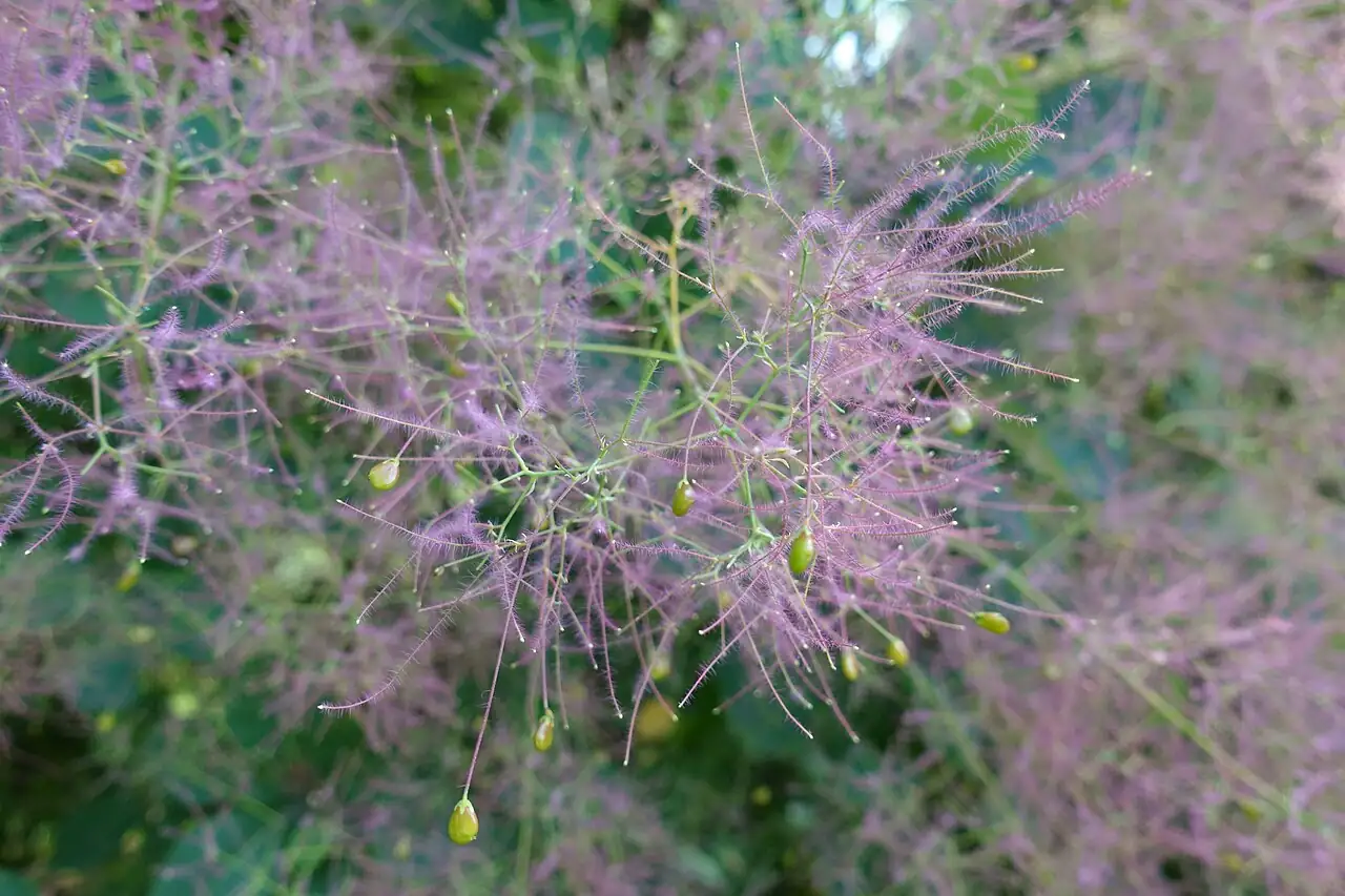 黄栌 (Cotinus coggygria) — 更多视角