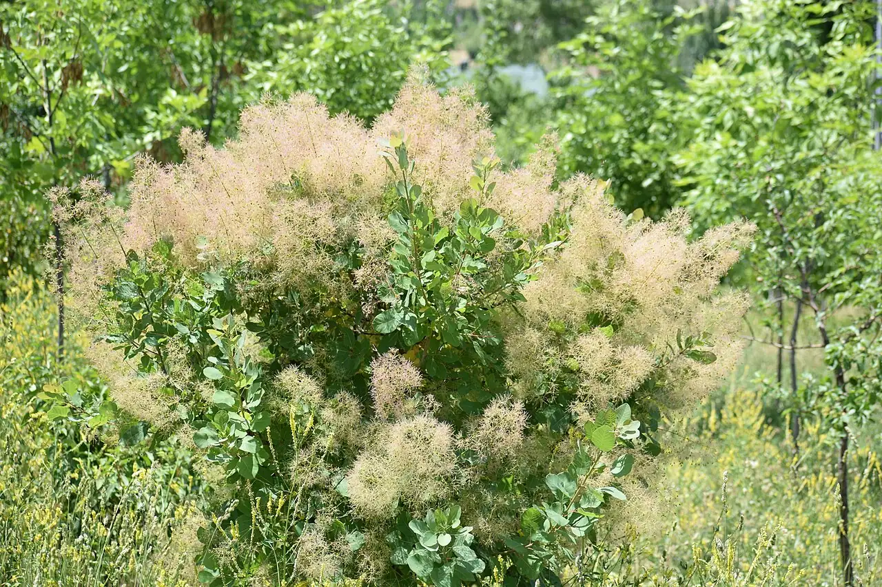 黄栌 (Cotinus coggygria) — 更多视角