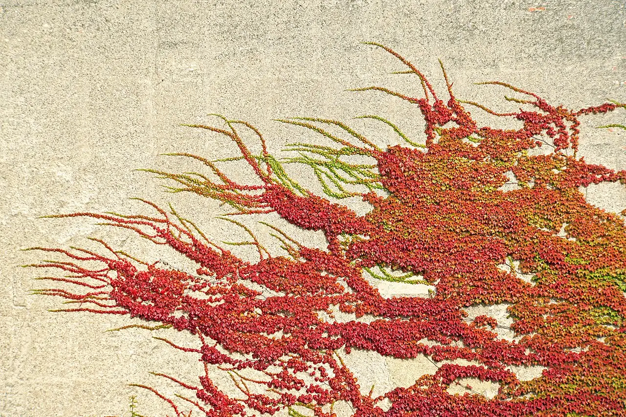 爬山虎 (Parthenocissus tricuspidata) — 细节