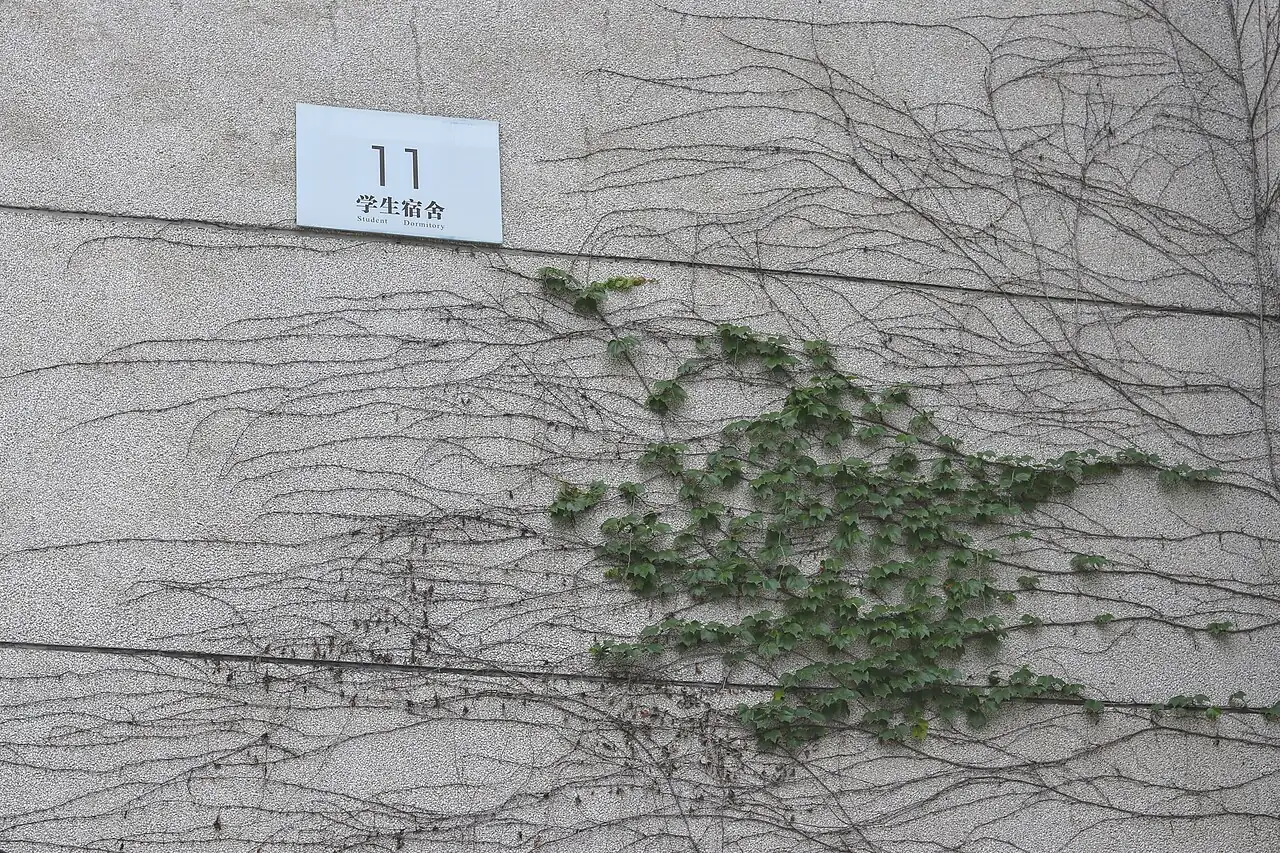 爬山虎 (Parthenocissus tricuspidata) — 特写