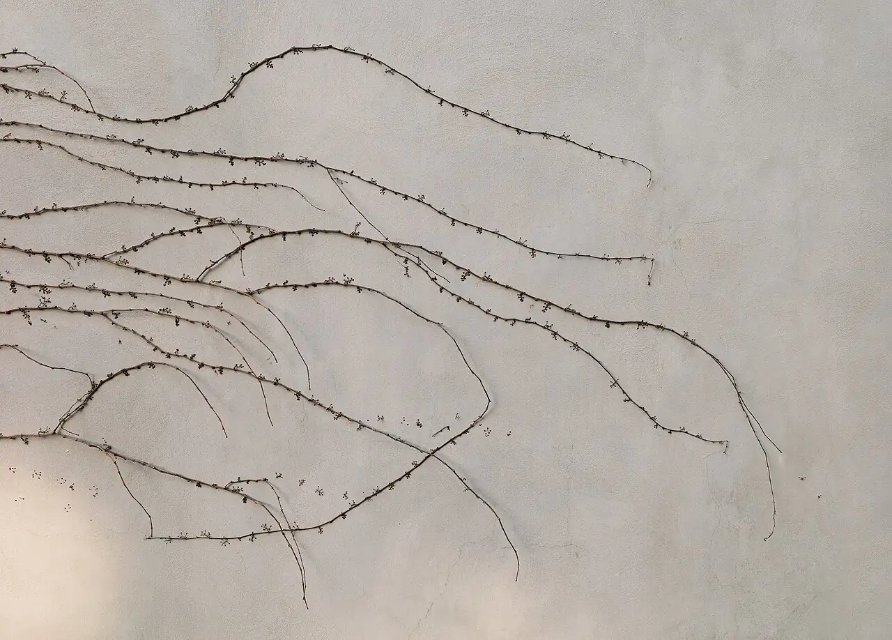 爬山虎 (Parthenocissus tricuspidata) — 更多视角