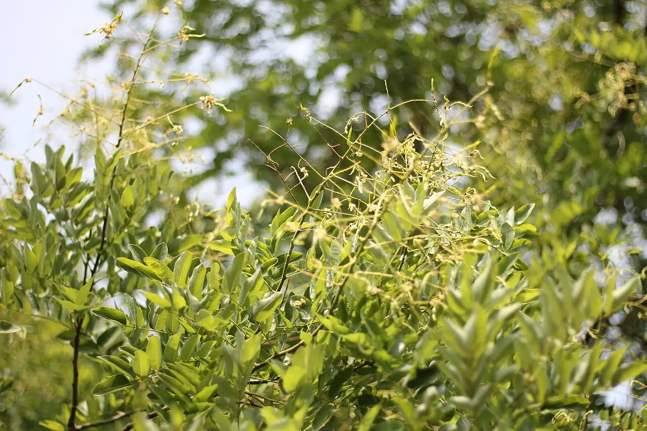 国槐 (Styphnolobium japonicum (L.) Schott) — 特写