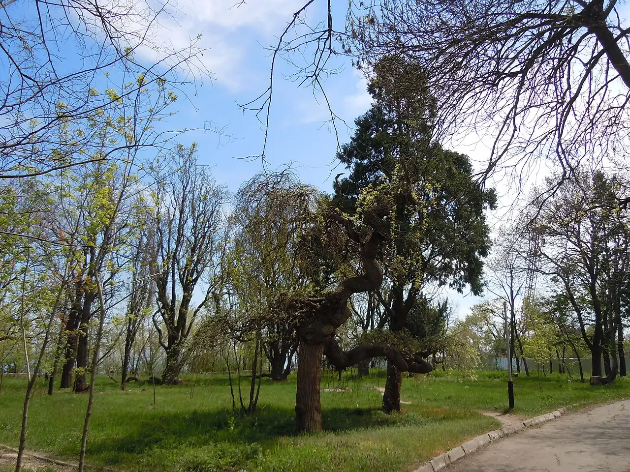 国槐 (Styphnolobium japonicum (L.) Schott) — 环境展示