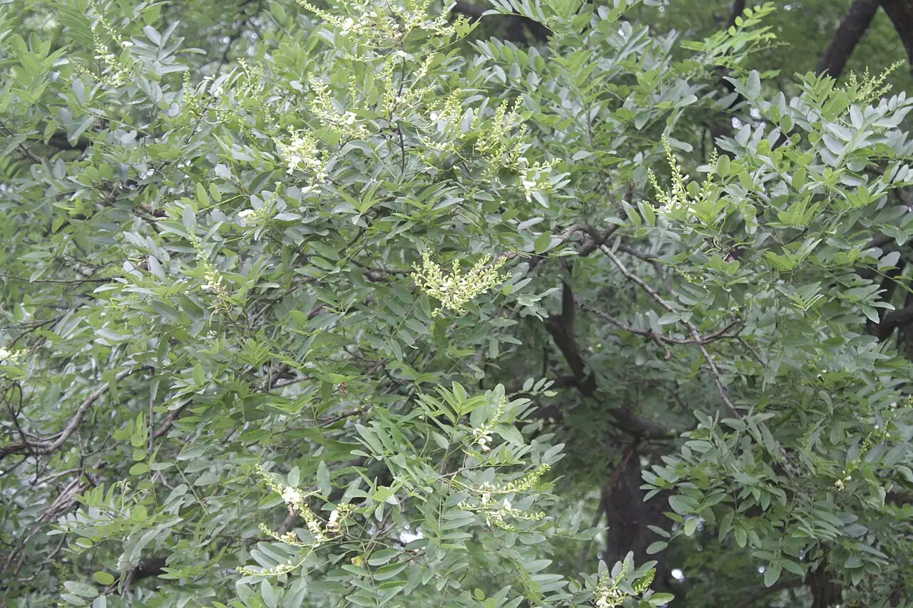 国槐 (Styphnolobium japonicum (L.) Schott) — 更多视角