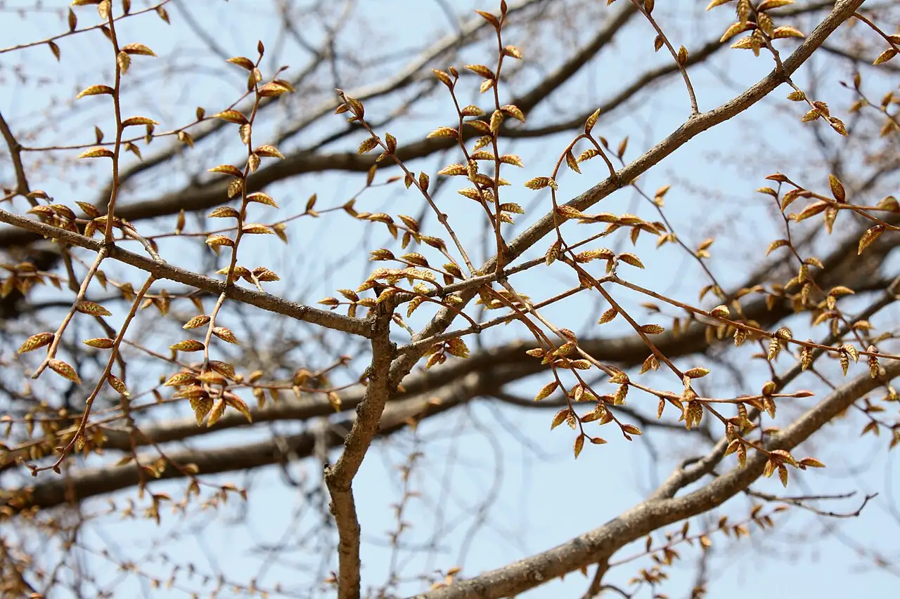 国槐 (Styphnolobium japonicum (L.) Schott) — 更多视角