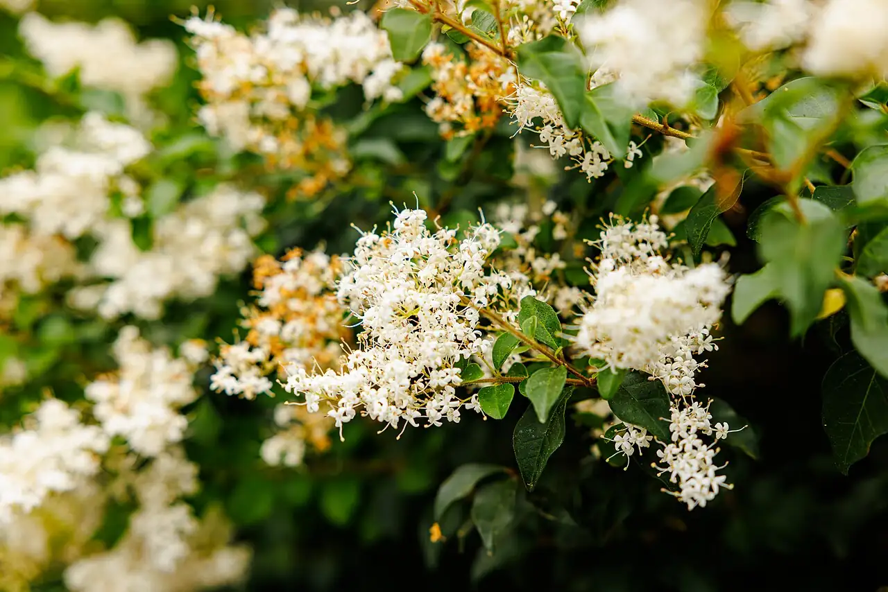 小蜡 (Ligustrum sinense) — 主图