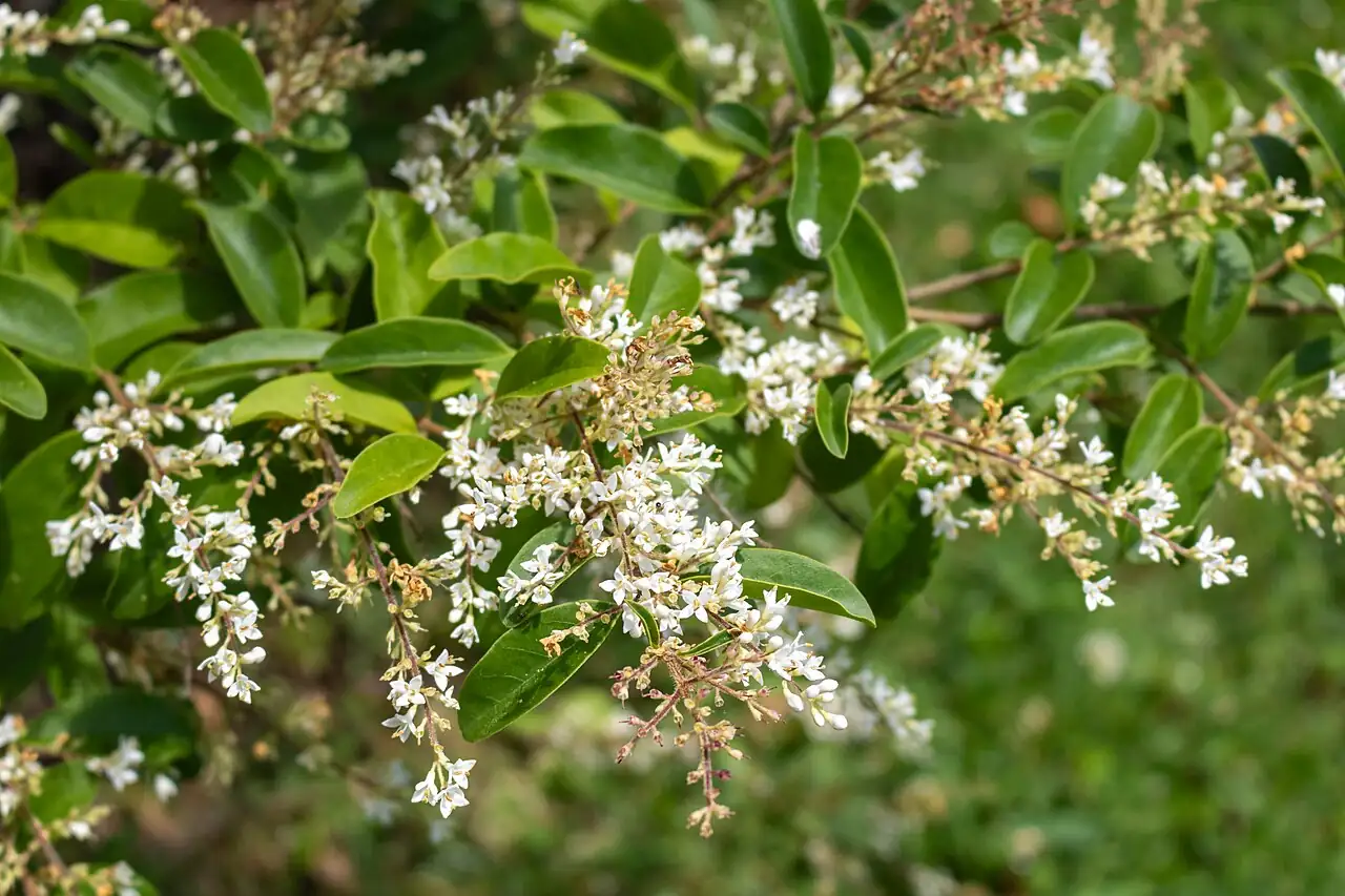 小蜡 (Ligustrum sinense) — 细节