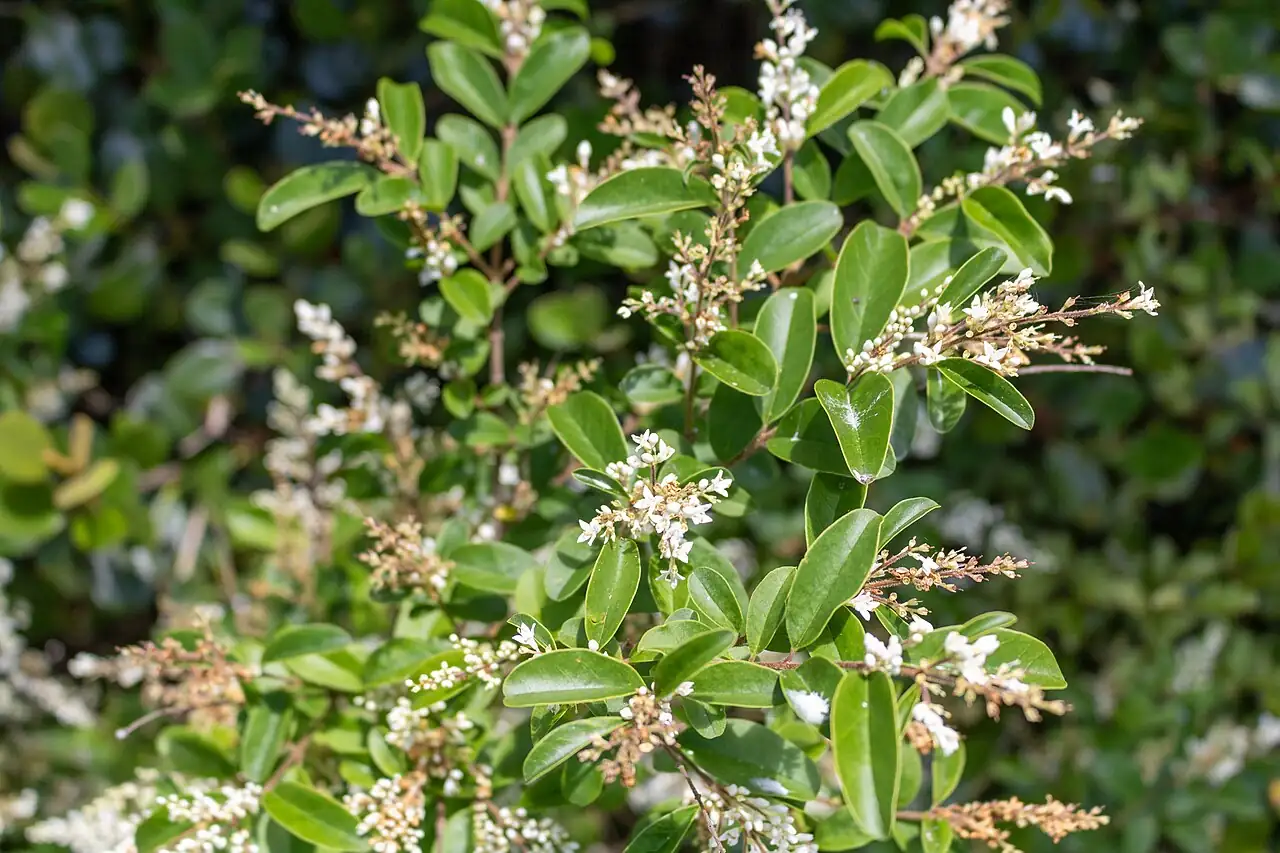 小蜡 (Ligustrum sinense) — 特写
