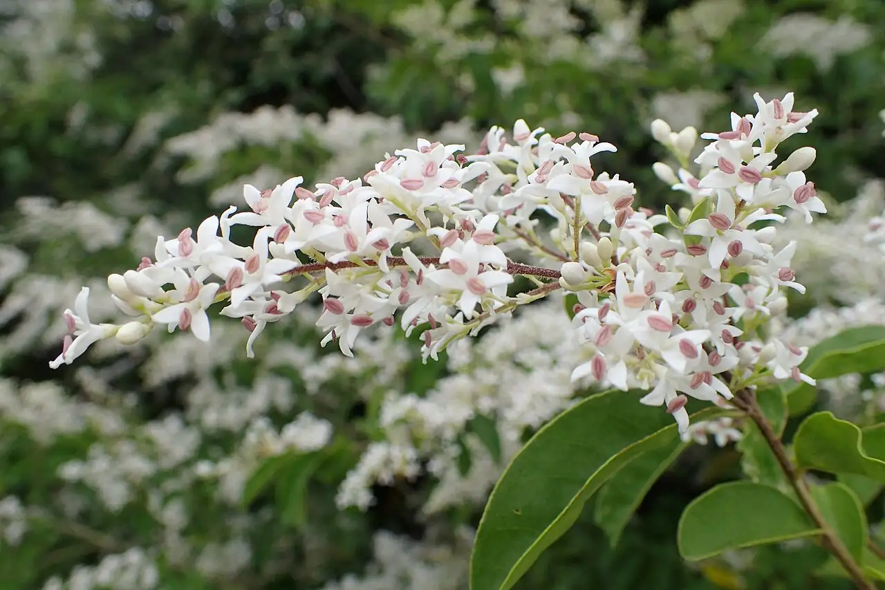 小蜡 (Ligustrum sinense) — 环境展示