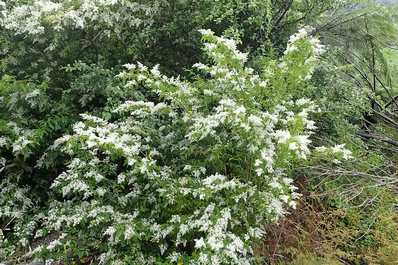 小蜡 (Ligustrum sinense) — 更多视角