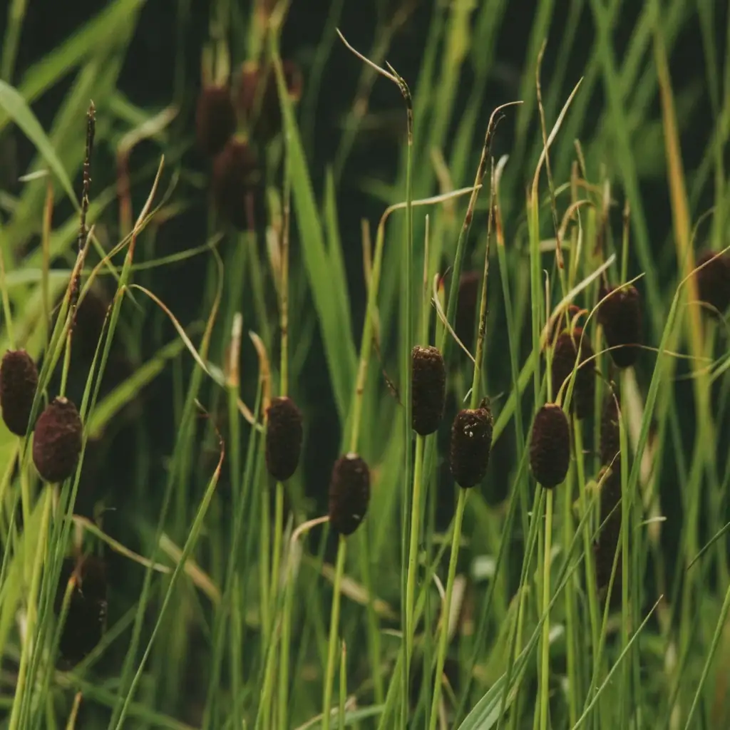 小香蒲 (Typha minima) — 特写