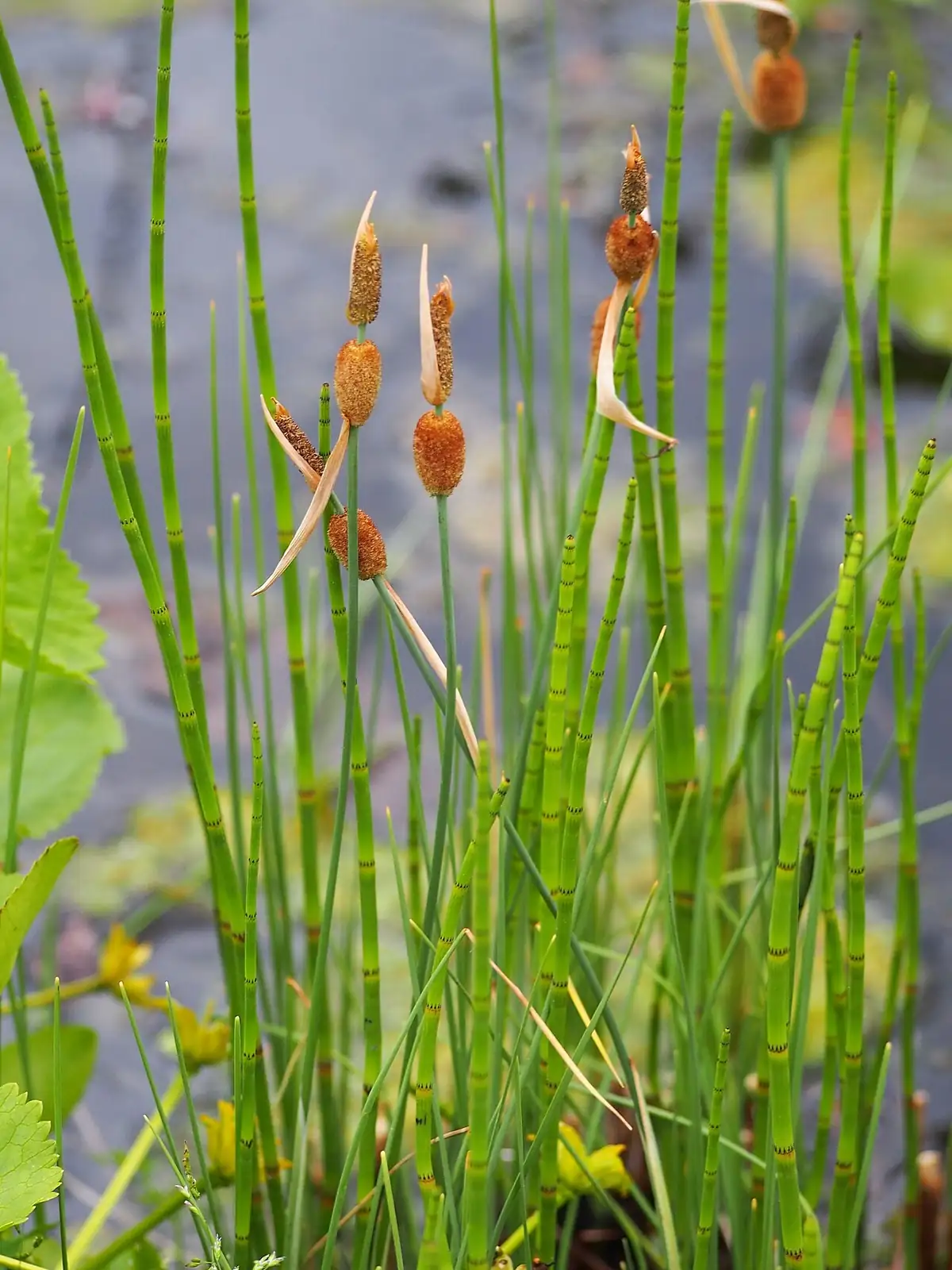 小香蒲 (Typha minima) — 环境展示