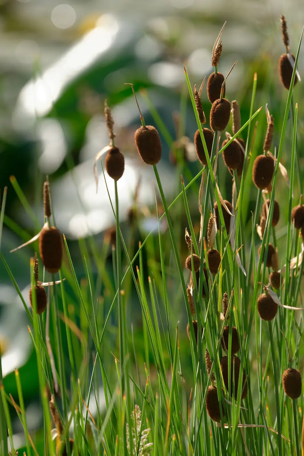 小香蒲 (Typha minima) — 更多视角