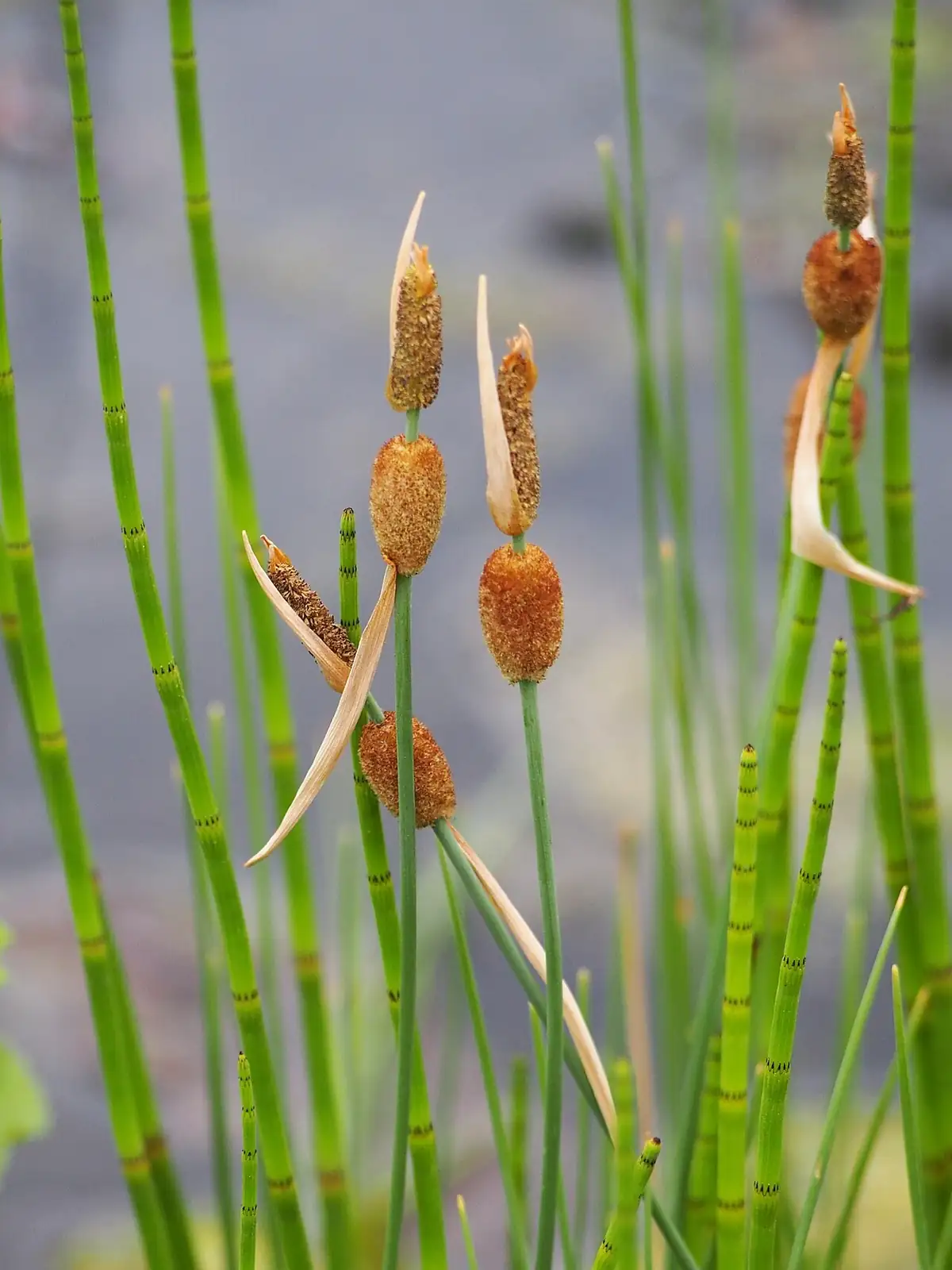 小香蒲 (Typha minima) — 更多视角
