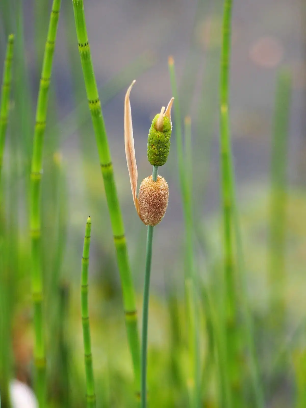 小香蒲 (Typha minima) — 更多视角