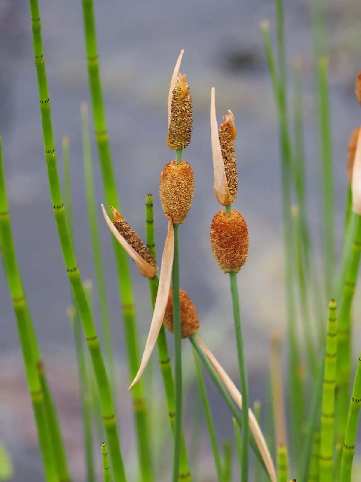 小香蒲 (Typha minima) — 主图