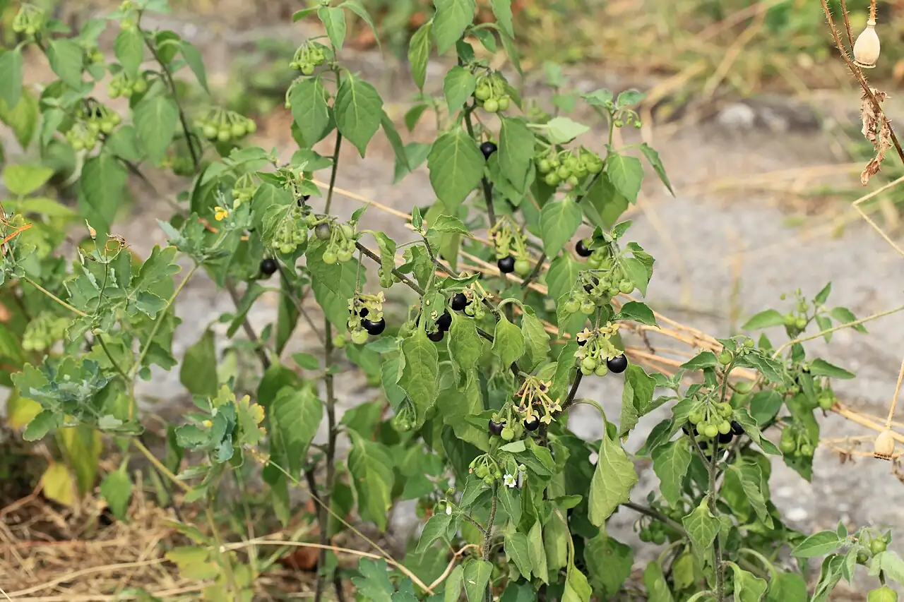 龙葵 (Solanum nigrum) — 更多视角