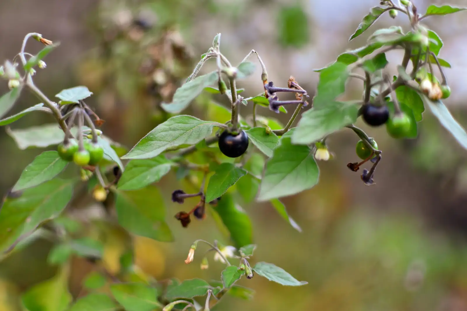 龙葵 (Solanum nigrum) — 更多视角