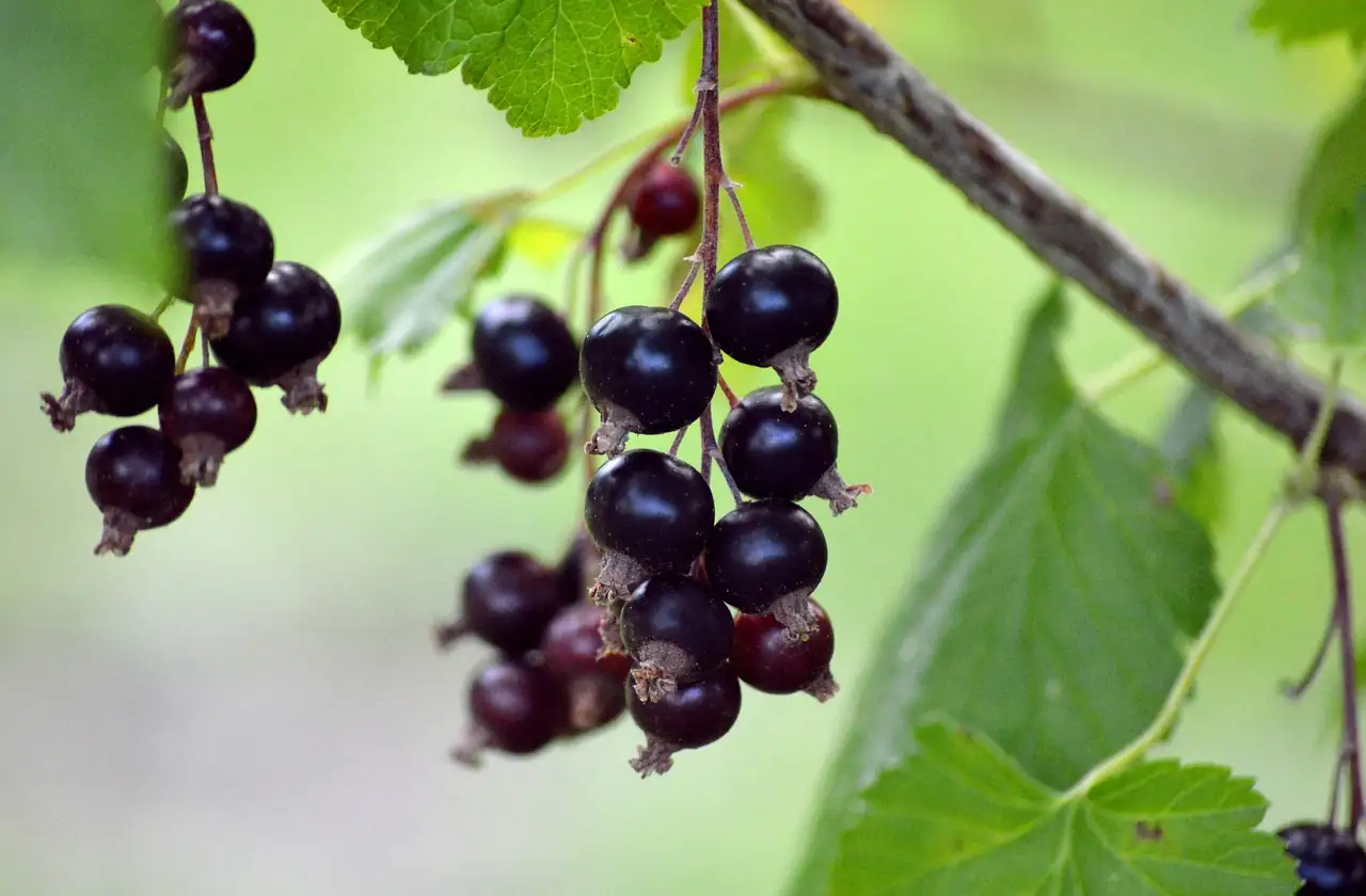 龙葵 (Solanum nigrum) — 更多视角