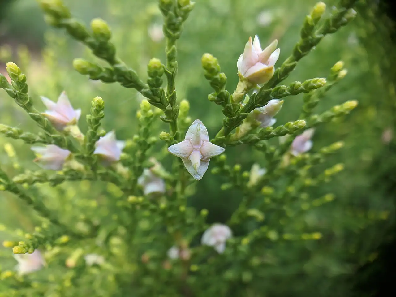 侧柏 (Platycladus orientalis) — 环境展示