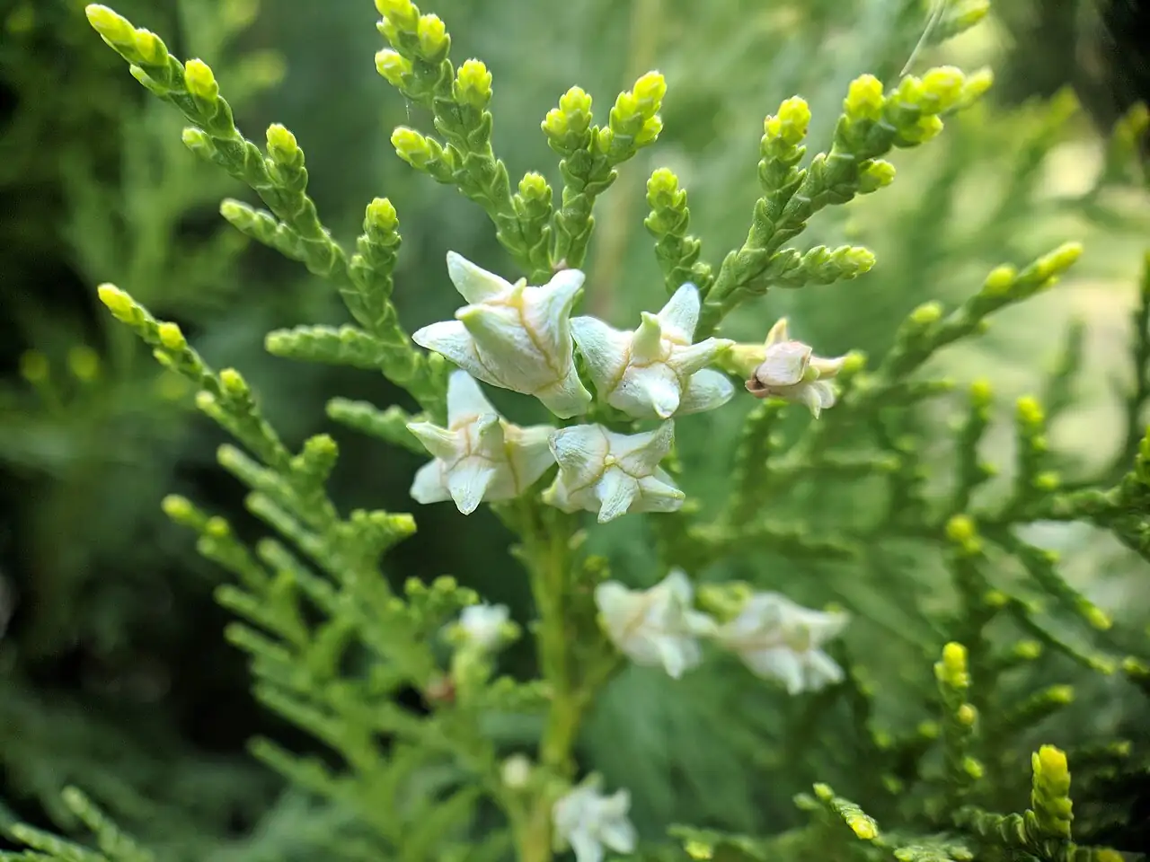 侧柏 (Platycladus orientalis) — 更多视角