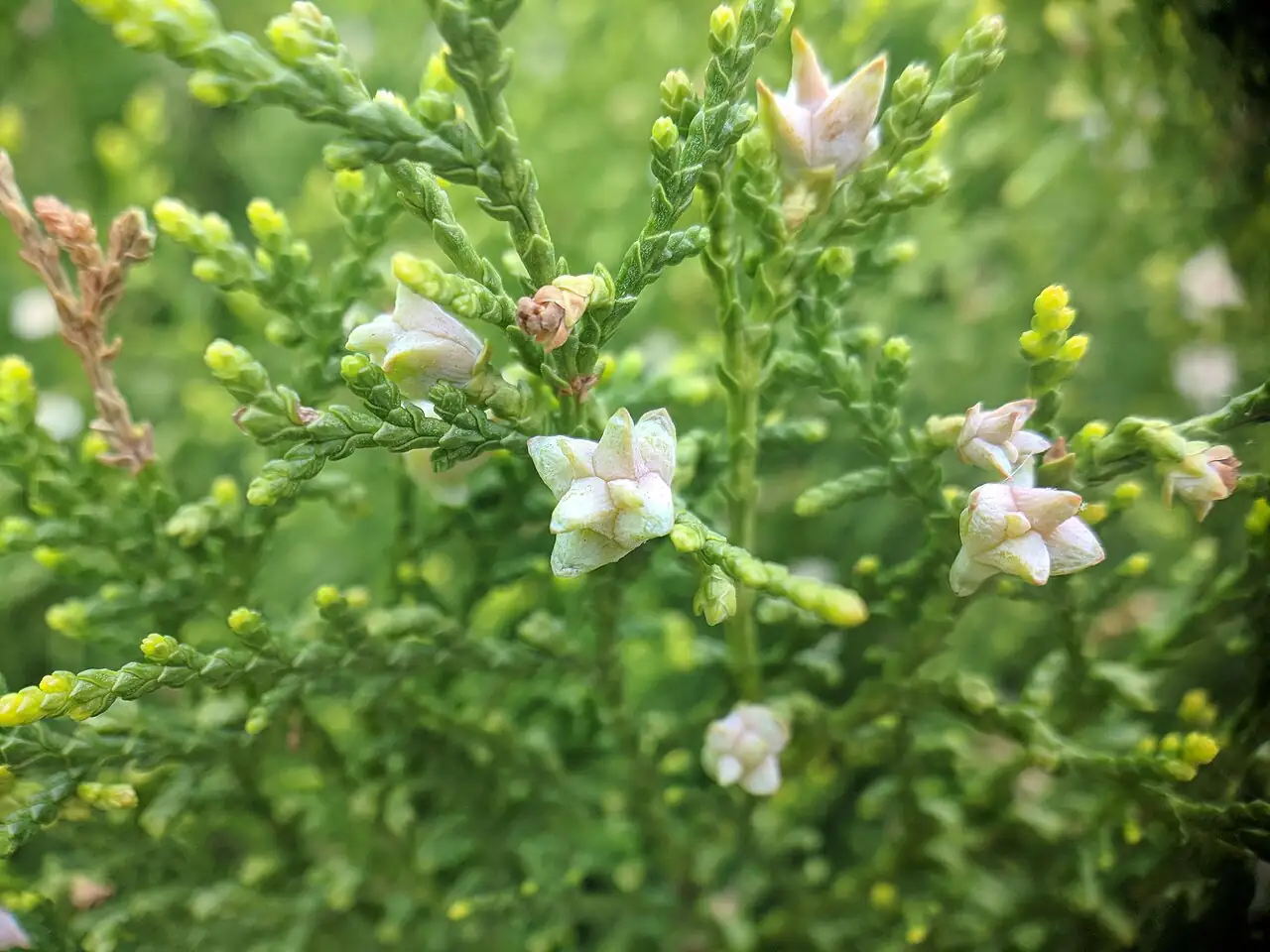 侧柏 (Platycladus orientalis) — 更多视角