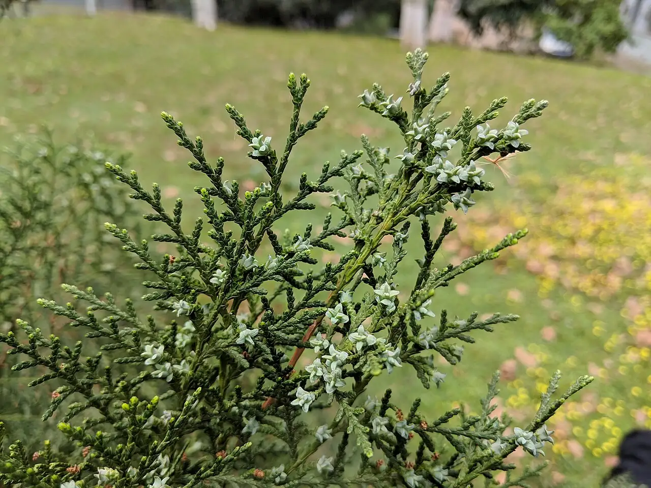 侧柏 (Platycladus orientalis) — 更多视角