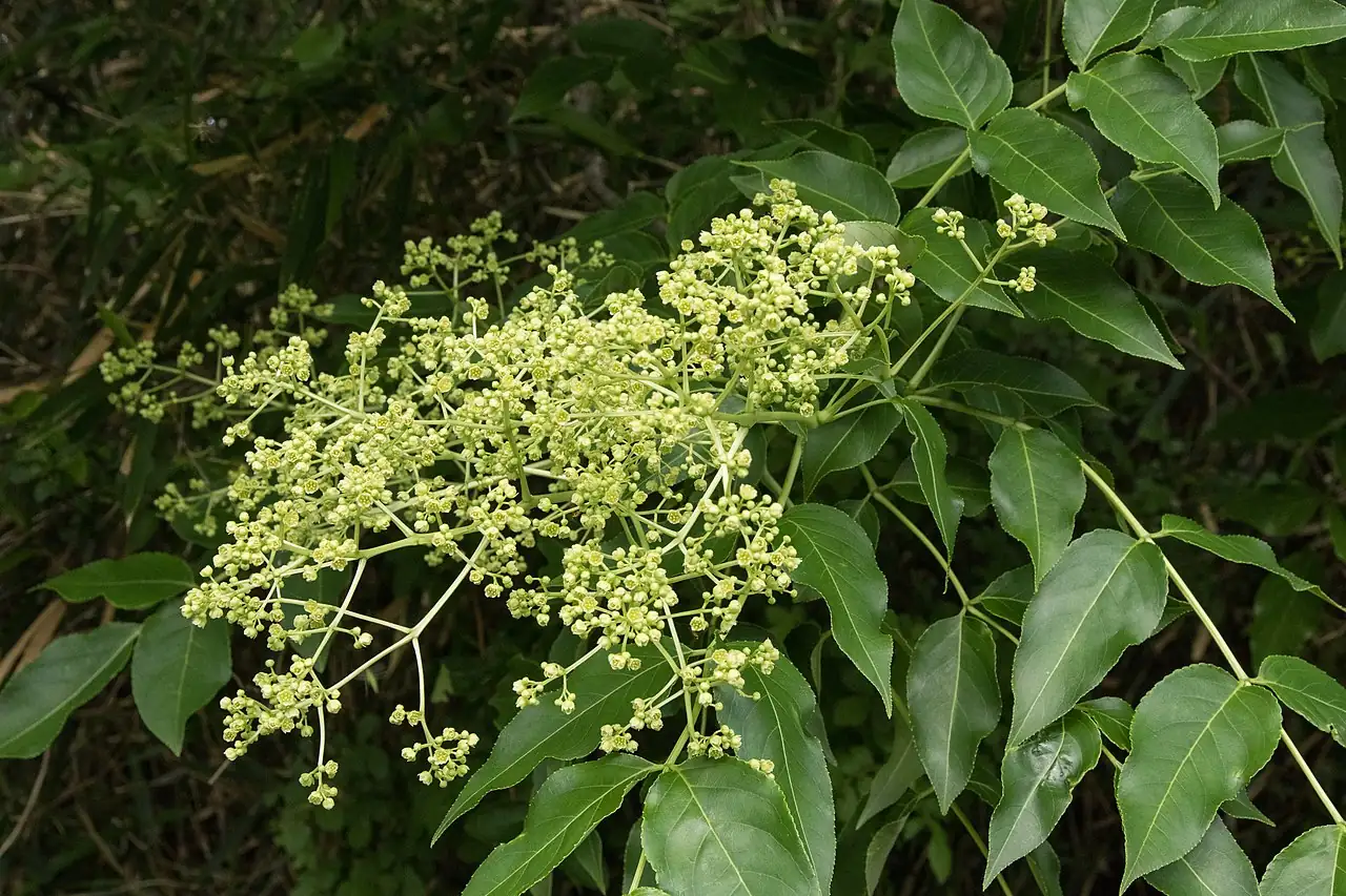 野鸡椿 (Euscaphis japonica) — 细节
