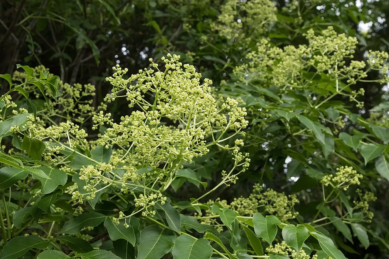 野鸡椿 (Euscaphis japonica) — 特写