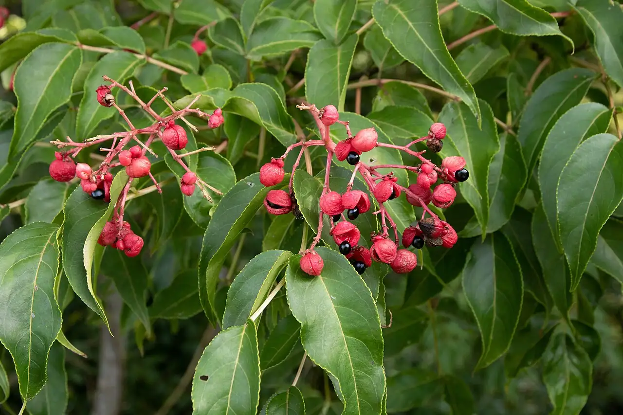 野鸡椿 (Euscaphis japonica) — 更多视角