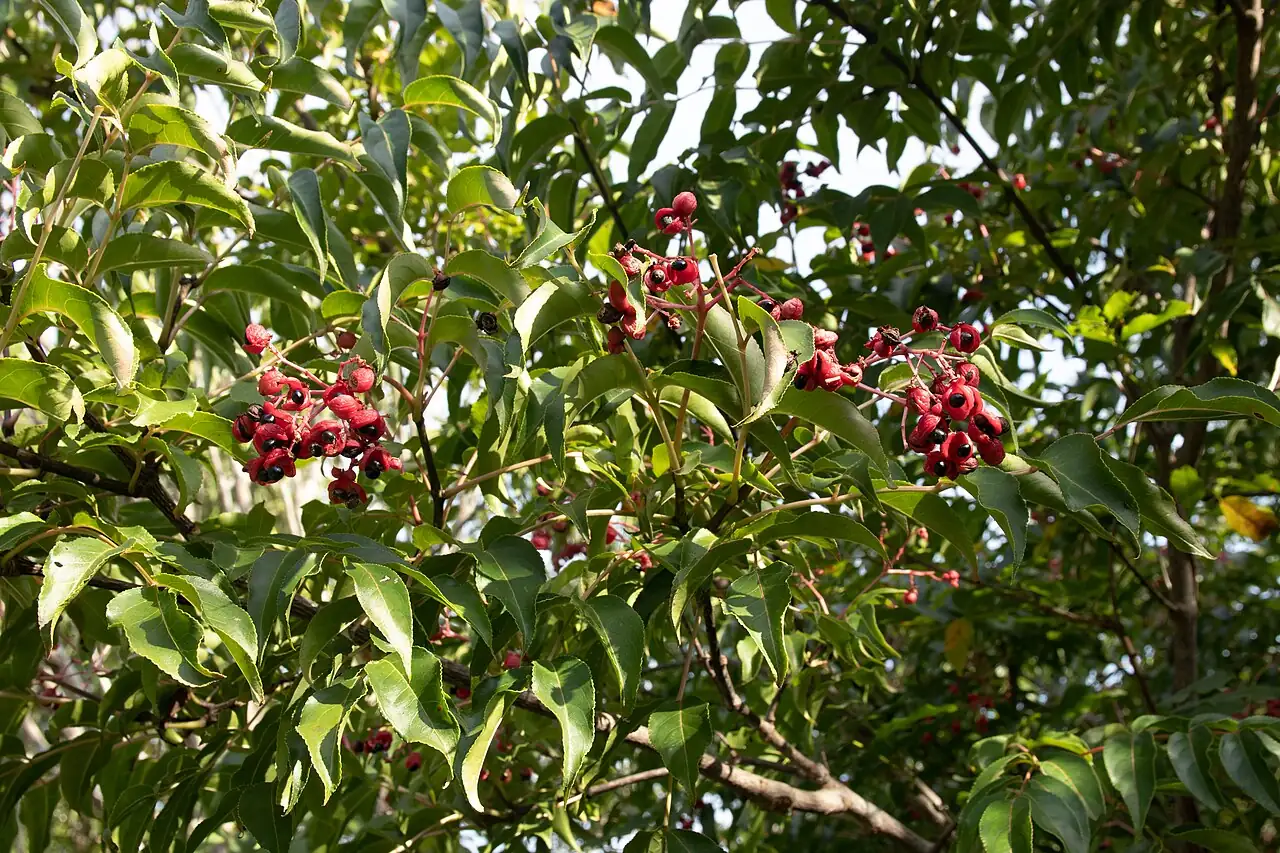野鸡椿 (Euscaphis japonica) — 更多视角