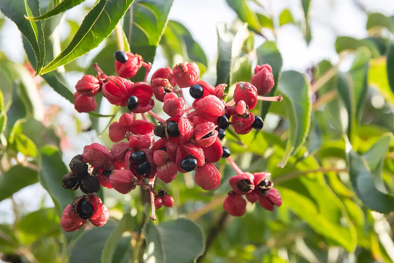 野鸡椿 (Euscaphis japonica) — 主图