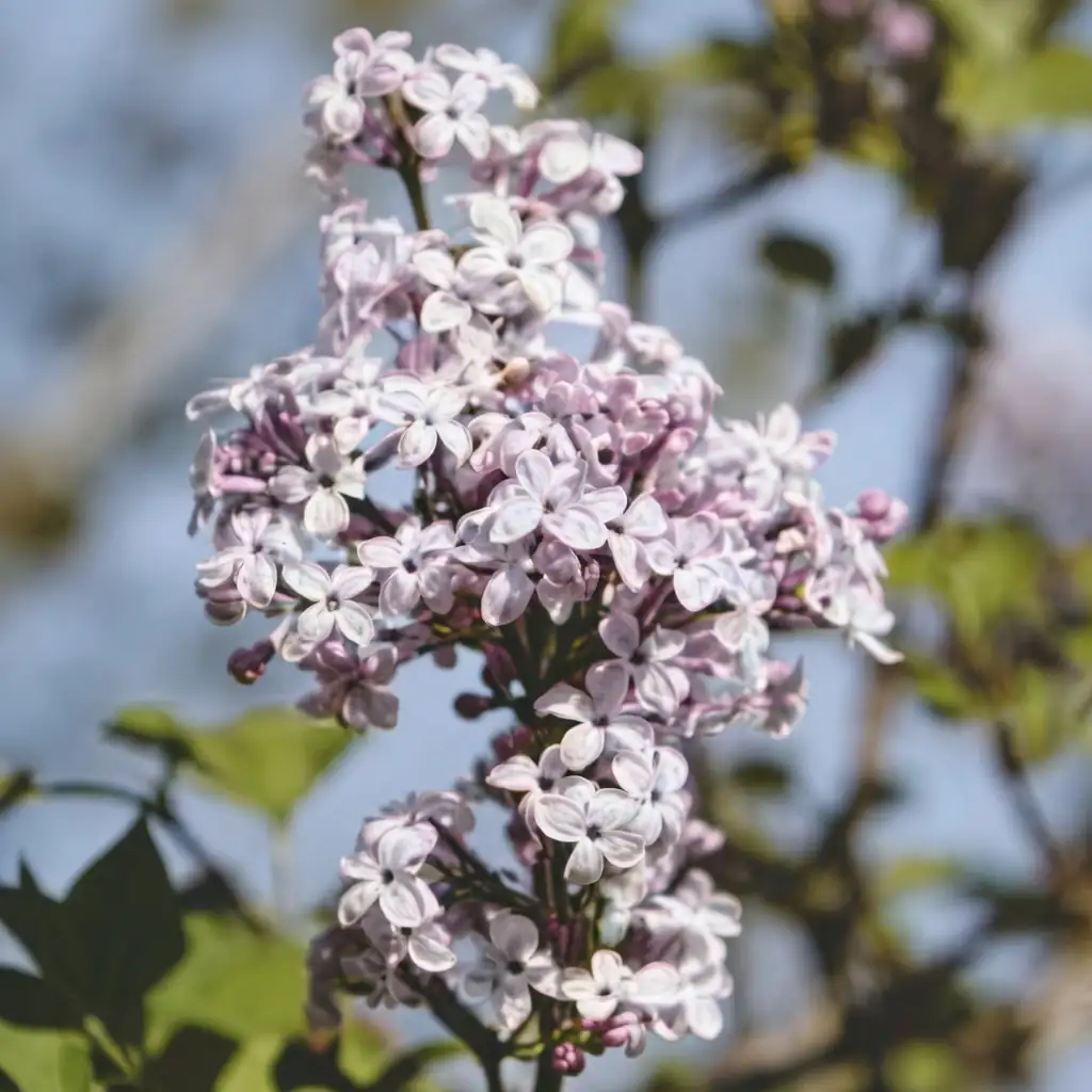 紫丁香 (Syringa oblata) — 主图