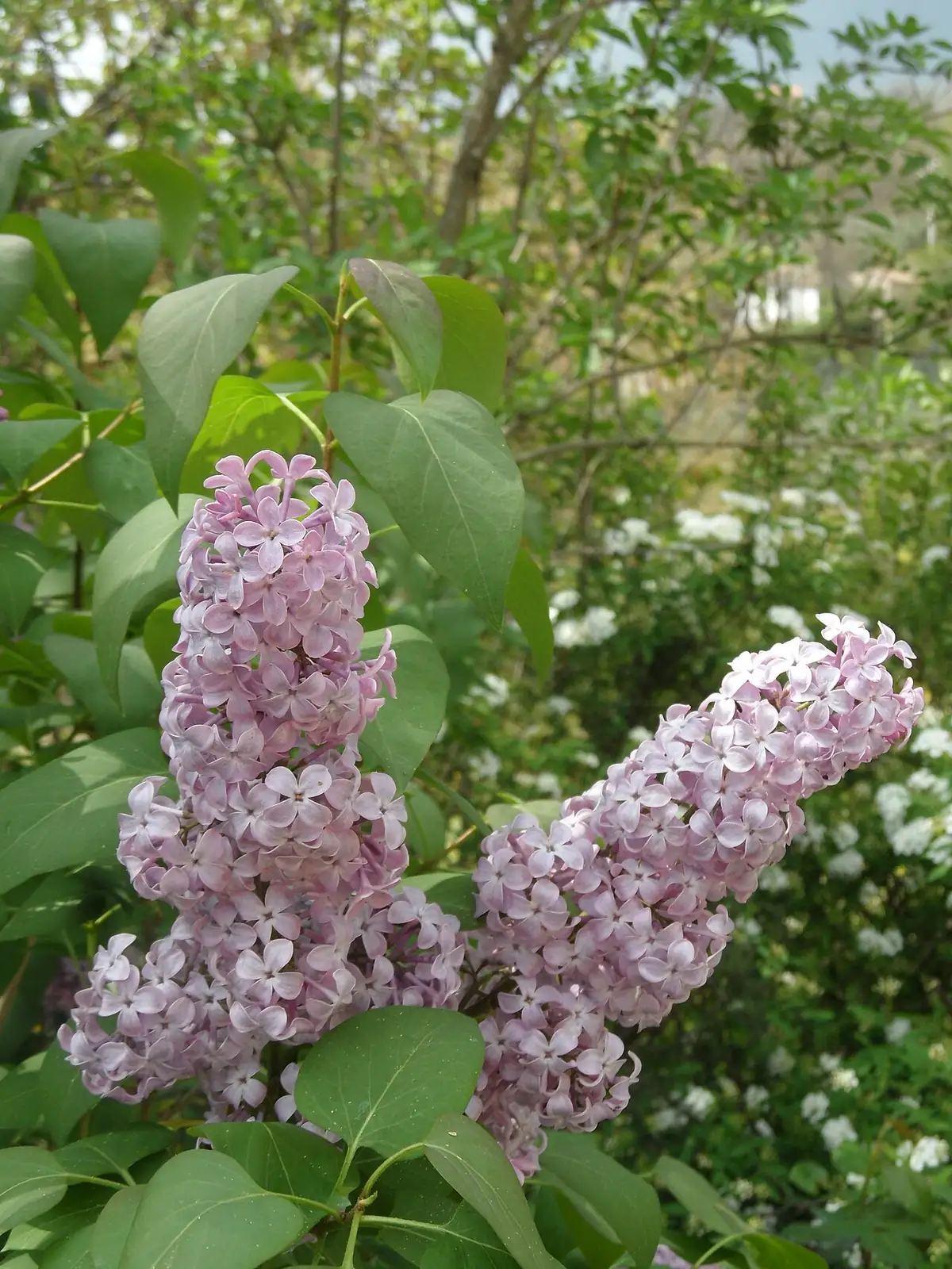 紫丁香 (Syringa oblata) — 细节