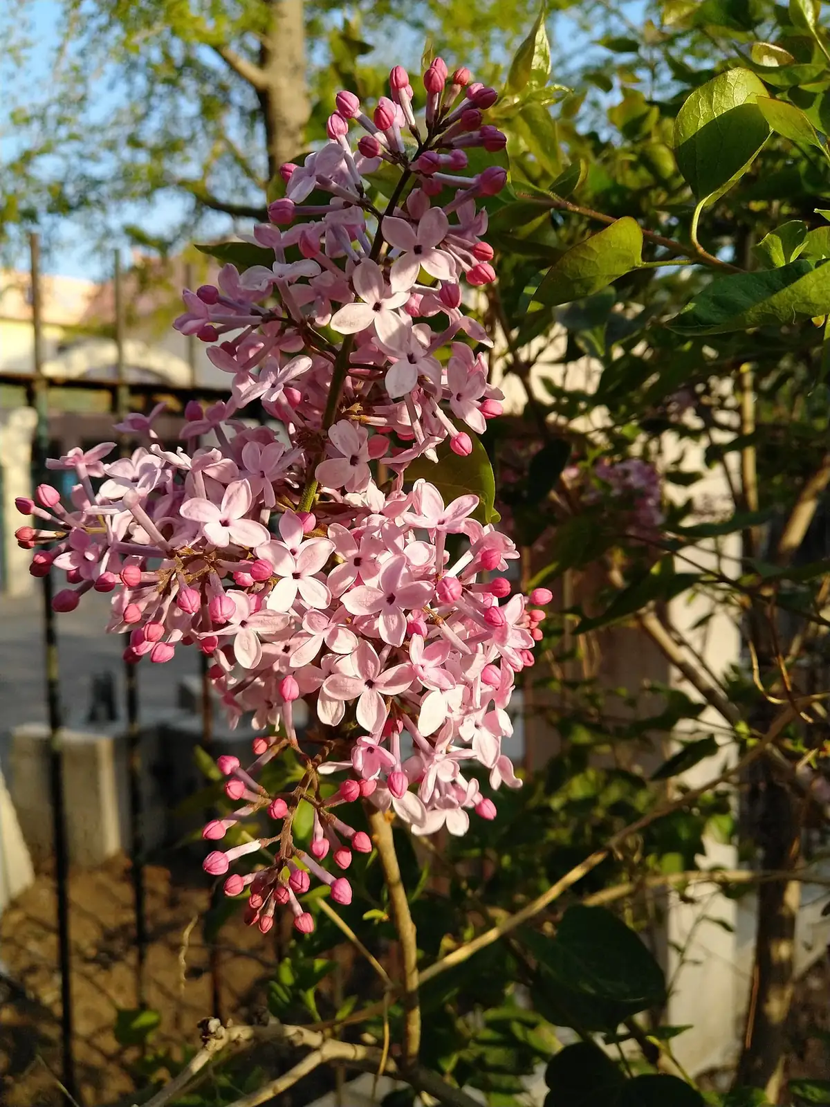 紫丁香 (Syringa oblata) — 特写