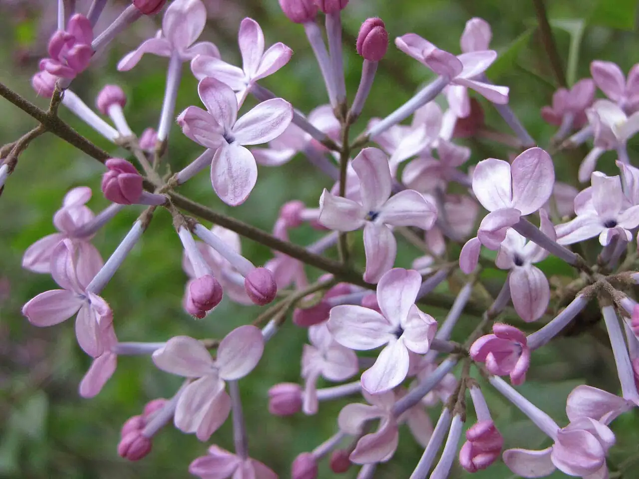 紫丁香 (Syringa oblata) — 环境展示